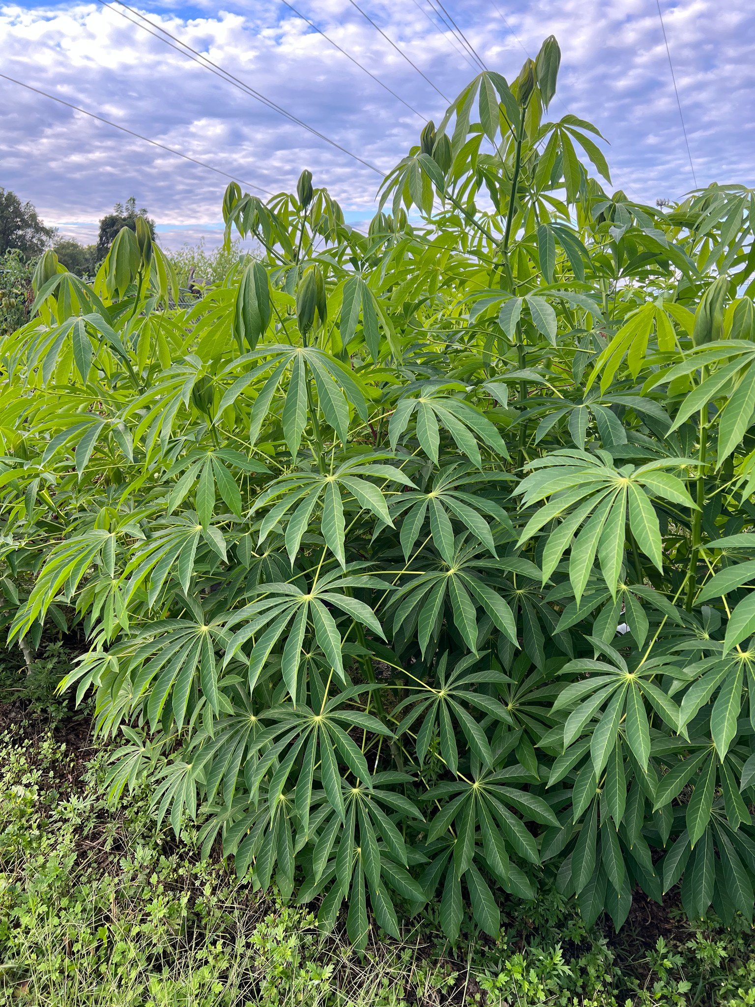 Backa Yard Garden Encouraging the world to grow their own vegetables