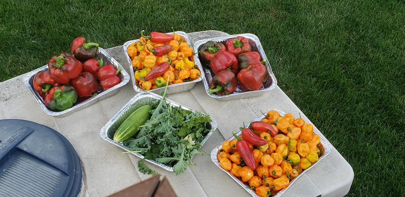 Backa Yard Garden Encouraging the world to grow their own vegetables