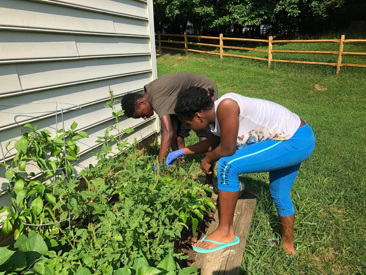 Services Backa Yard Garden